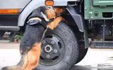 Xem cảnh khuyển tranh tài tấn công tội phạm, phát hiện ma túy, thuốc nổ